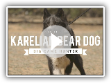 KARELIAN BEAR DOG: THE BIG GAME HUNTER